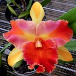 Cattleya Amazing Thailand-Flowering Size